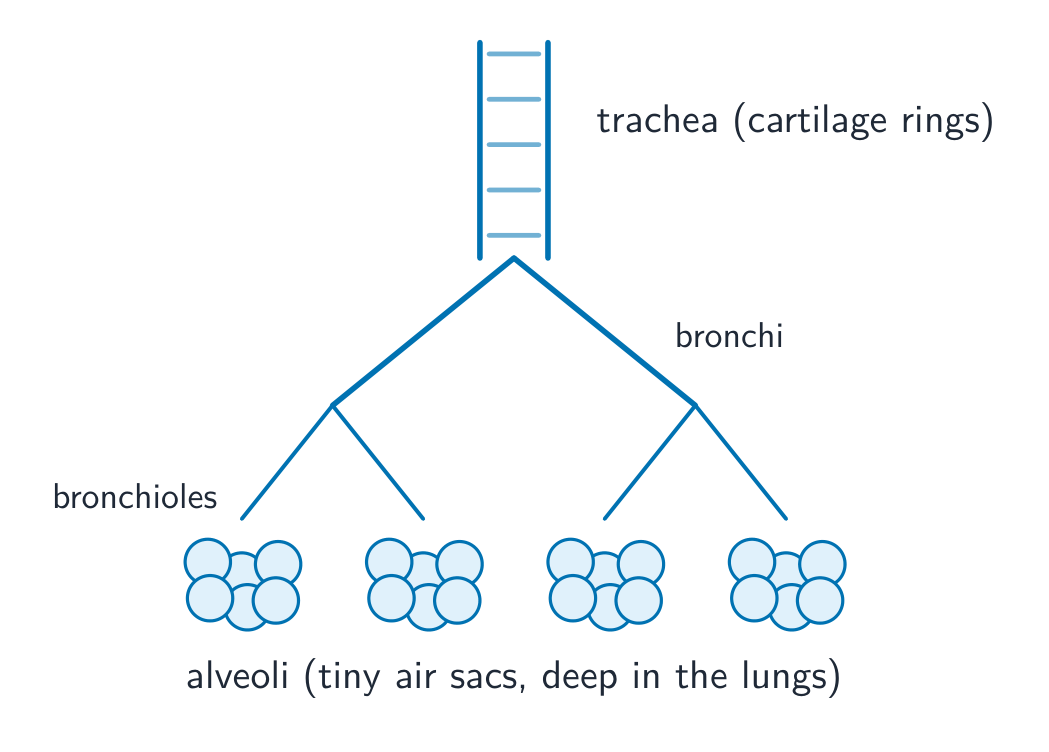 A branching diagram of the airways: the trachea with cartilage rings divides into two bronchi, then into smaller bronchioles, ending in clusters of alveoli