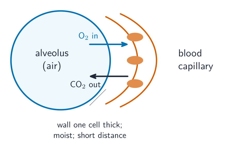 An alveolus next to a blood capillary: oxygen diffuses from the air into the blood and carbon dioxide diffuses out, across a wall only one cell thick