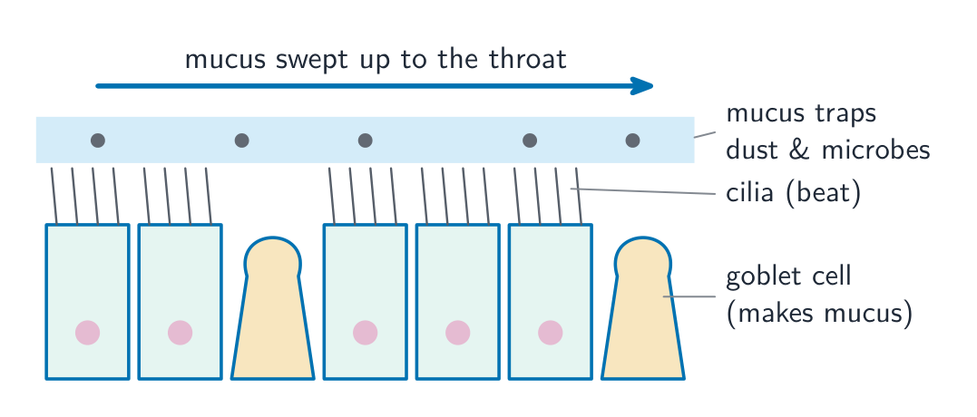 Ciliated epithelial cells with goblet cells; mucus on top traps dust and microbes and the beating cilia sweep it up towards the throat