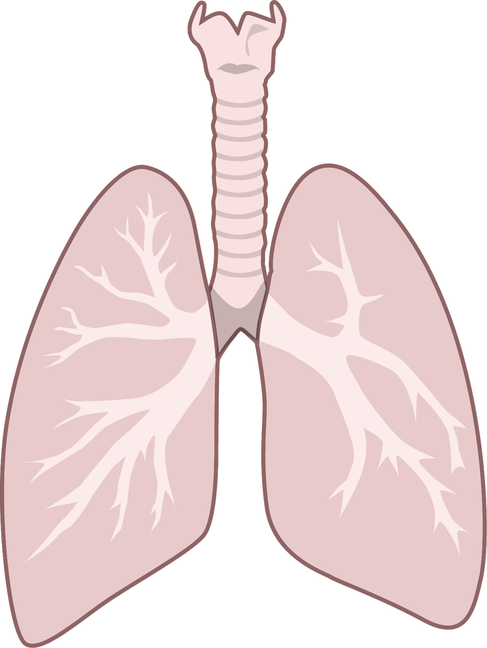 An anatomical illustration of the human lungs and airways