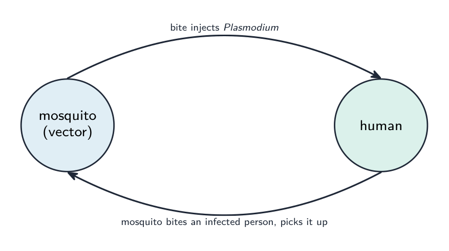 A cycle between a mosquito and a human: the mosquito's bite injects Plasmodium into a person, and a mosquito that bites an infected person picks the parasite up