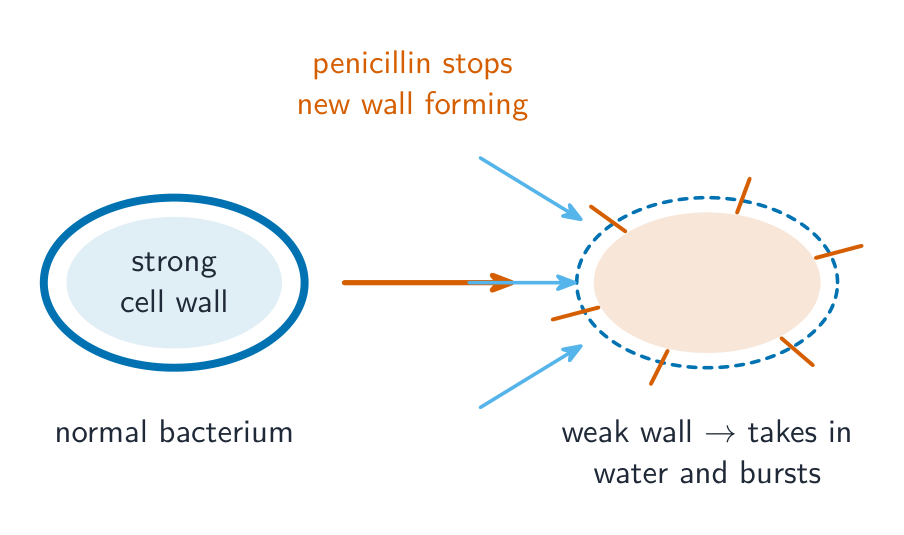 A bacterium with a strong cell wall beside one whose wall has been weakened by penicillin, taking in water and bursting