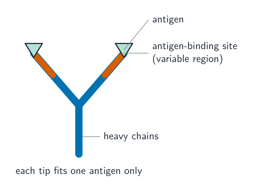 A Y-shaped antibody with an antigen fitting into each of the two tips, which are the variable regions that form the antigen-binding sites