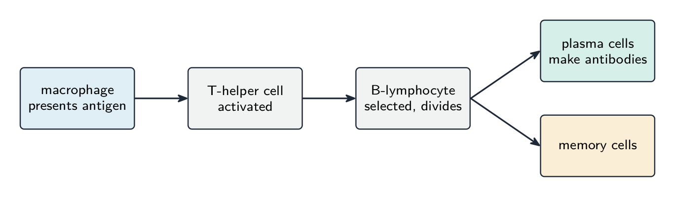 A flow from a macrophage presenting an antigen to an activated T-helper cell to a selected B-lymphocyte that divides into plasma cells (which make antibodies) and memory cells