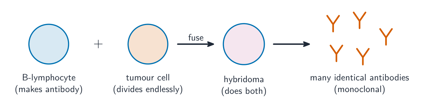 A B-lymphocyte fused with a tumour cell to make a hybridoma, which both makes the wanted antibody and divides endlessly, producing many identical antibodies