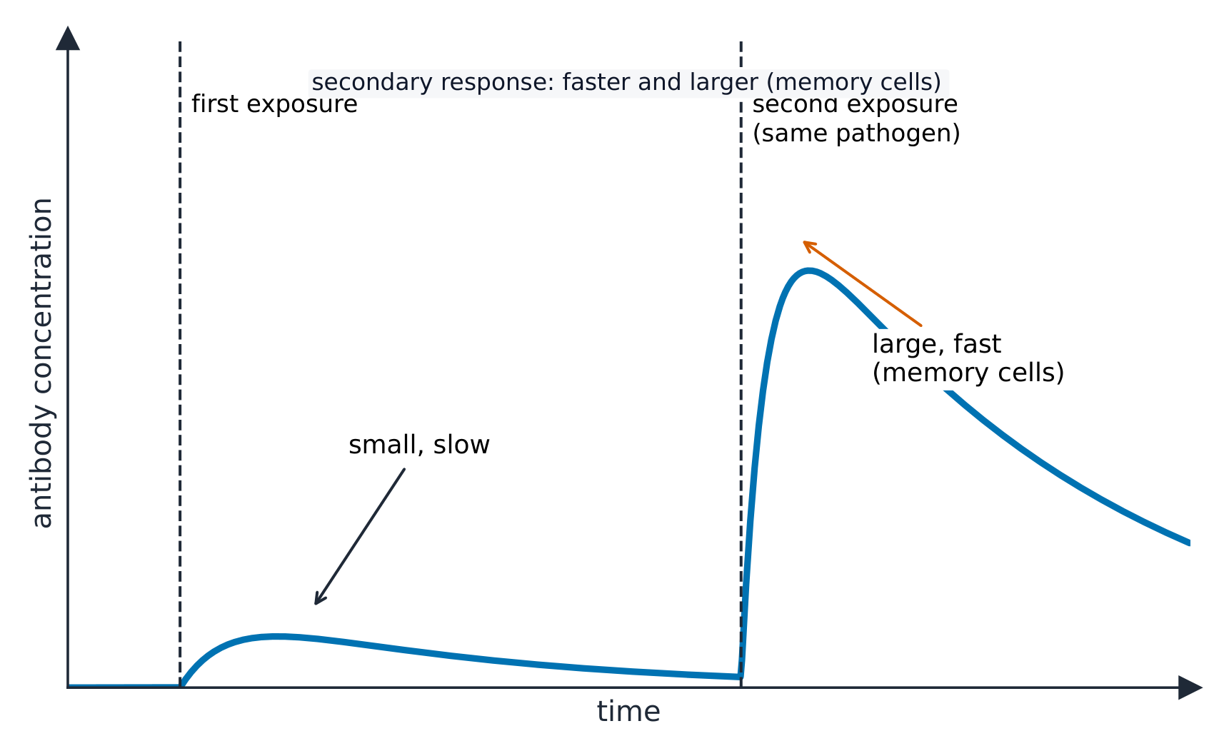 A graph of antibody concentration over time: a small slow rise after the first exposure, then a much larger faster rise after a second exposure to the same pathogen