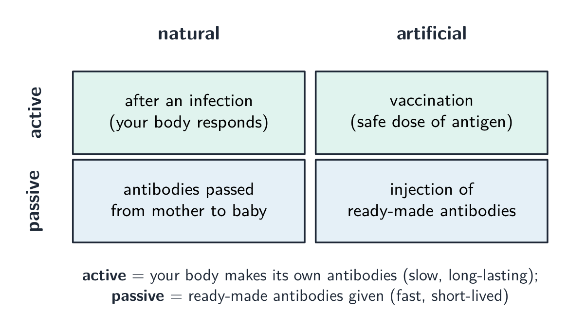 A two-by-two grid of immunity types: active-natural after an infection, active-artificial by vaccination, passive-natural from mother to baby, passive-artificial by injection