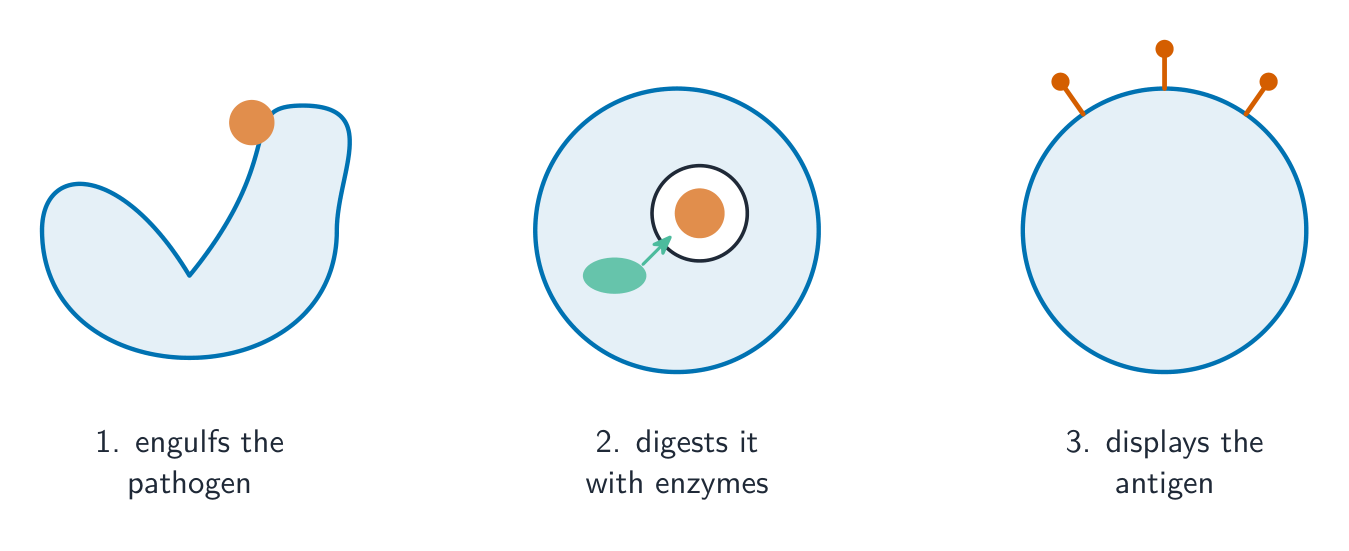 Three steps: a phagocyte engulfs a pathogen, digests it inside a vesicle with enzymes, then displays the pathogen's antigen on its surface