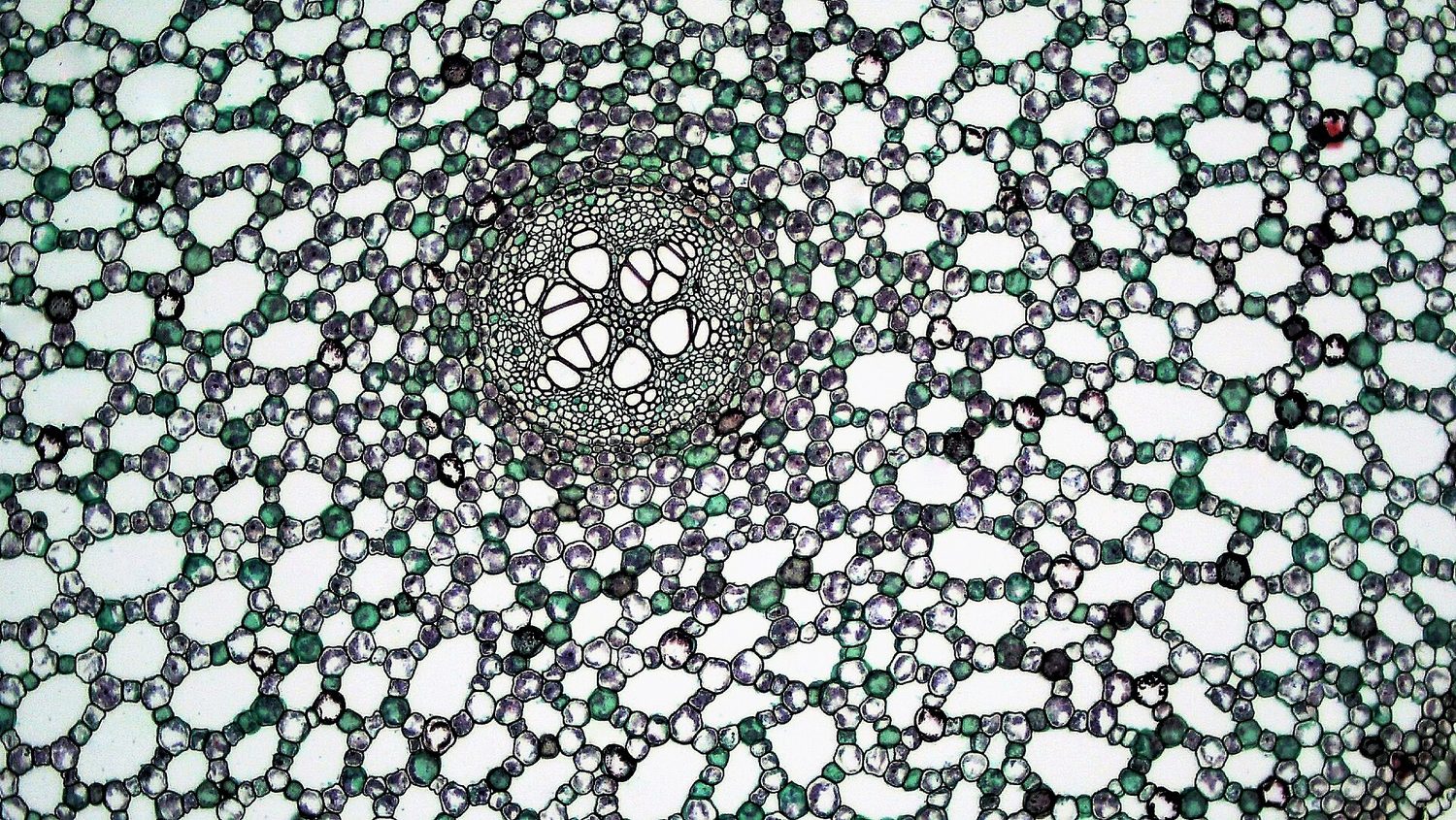 A microscope cross-section of a wetland root: a dark central core surrounded by rounded cells with large white air gaps between them