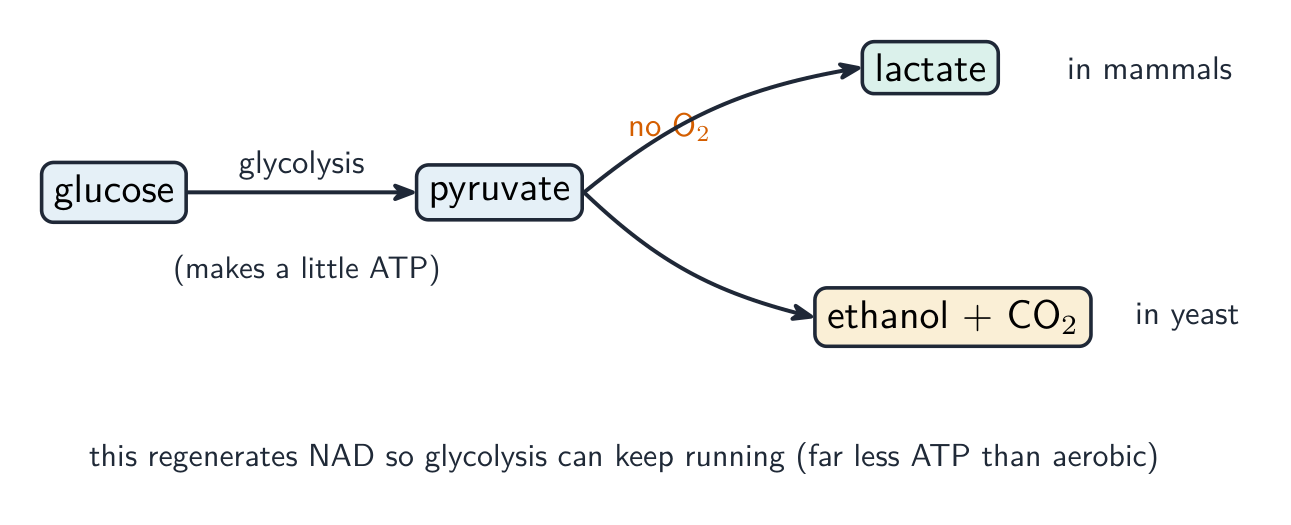 Without oxygen, glycolysis makes pyruvate, which becomes lactate in mammals or ethanol and carbon dioxide in yeast