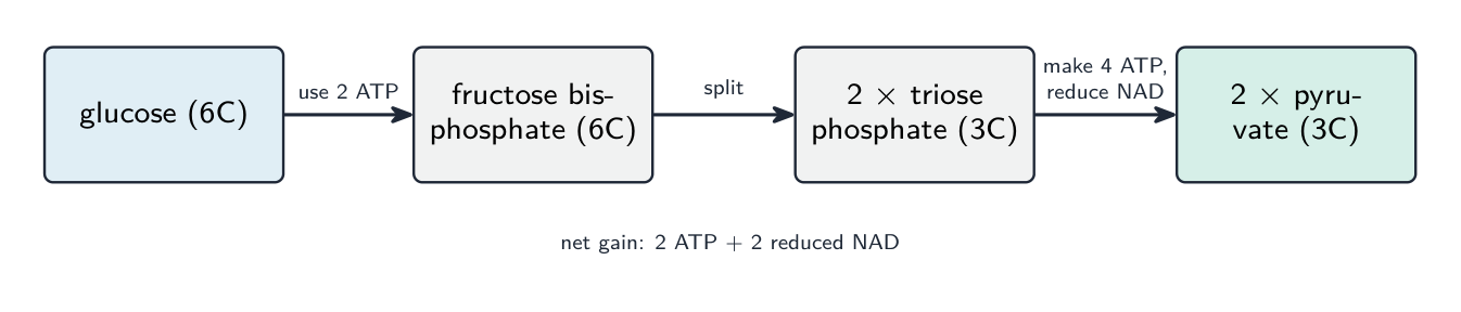 Glucose is phosphorylated using 2 ATP to fructose bisphosphate, split into two triose phosphates, then oxidised to two pyruvates, with a net gain of 2 ATP and reduced NAD
