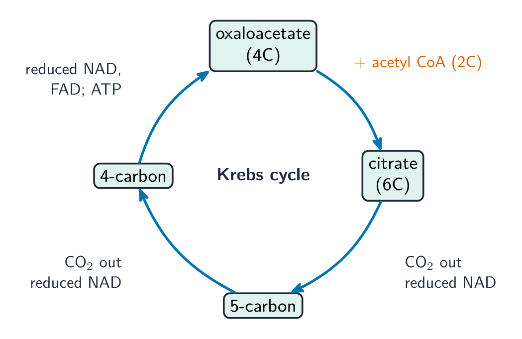 The Krebs cycle drawn as a ring: acetyl CoA joins oxaloacetate to make citrate, which is changed back to oxaloacetate, releasing carbon dioxide and reduced coenzymes