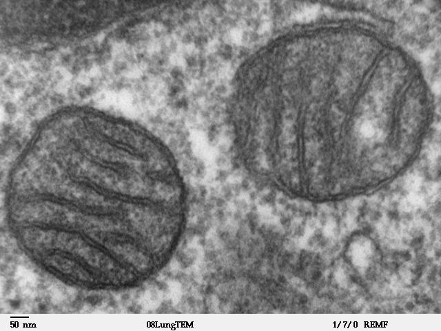 An electron micrograph of two mitochondria, each with a smooth outer membrane and an inner membrane folded into dark stripes, with a 50 nm scale bar
