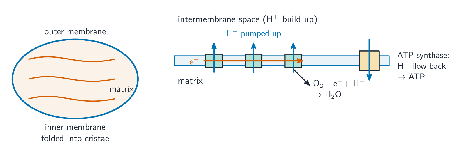 A mitochondrion with its inner membrane folded into cristae, beside a close-up of the inner membrane where electron carriers pump protons out and ATP synthase makes ATP as they flow back