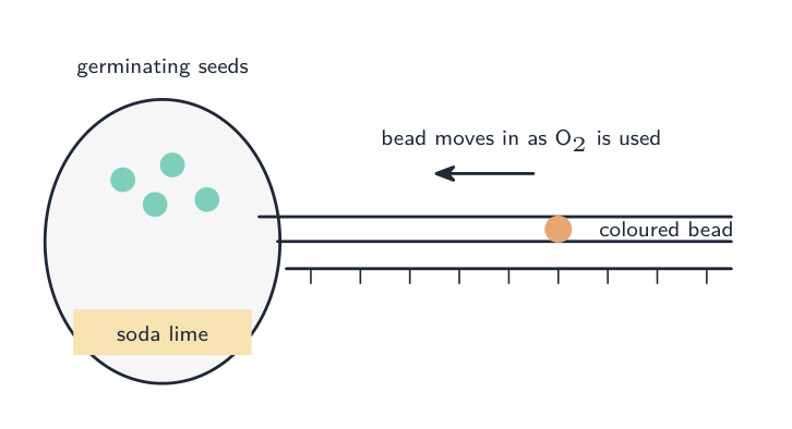 A respirometer: a flask of germinating seeds above soda lime, joined to a capillary tube with a coloured bead on a scale; the bead moves towards the flask as oxygen is used