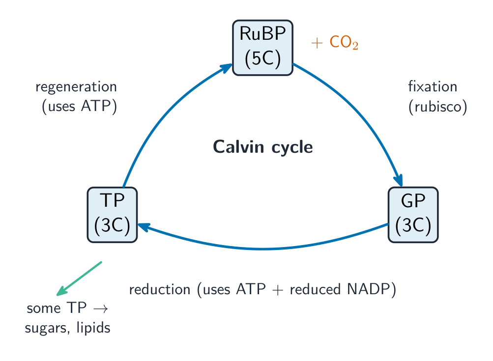 The Calvin cycle as a ring of RuBP, GP and TP: carbon dioxide is fixed onto RuBP to make GP, GP is reduced to TP using ATP and reduced NADP, and TP regenerates RuBP, with some TP leaving to make sugars