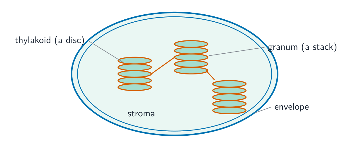 A chloroplast with its envelope, stacks of thylakoid discs forming grana joined by lamellae, all bathed in the stroma