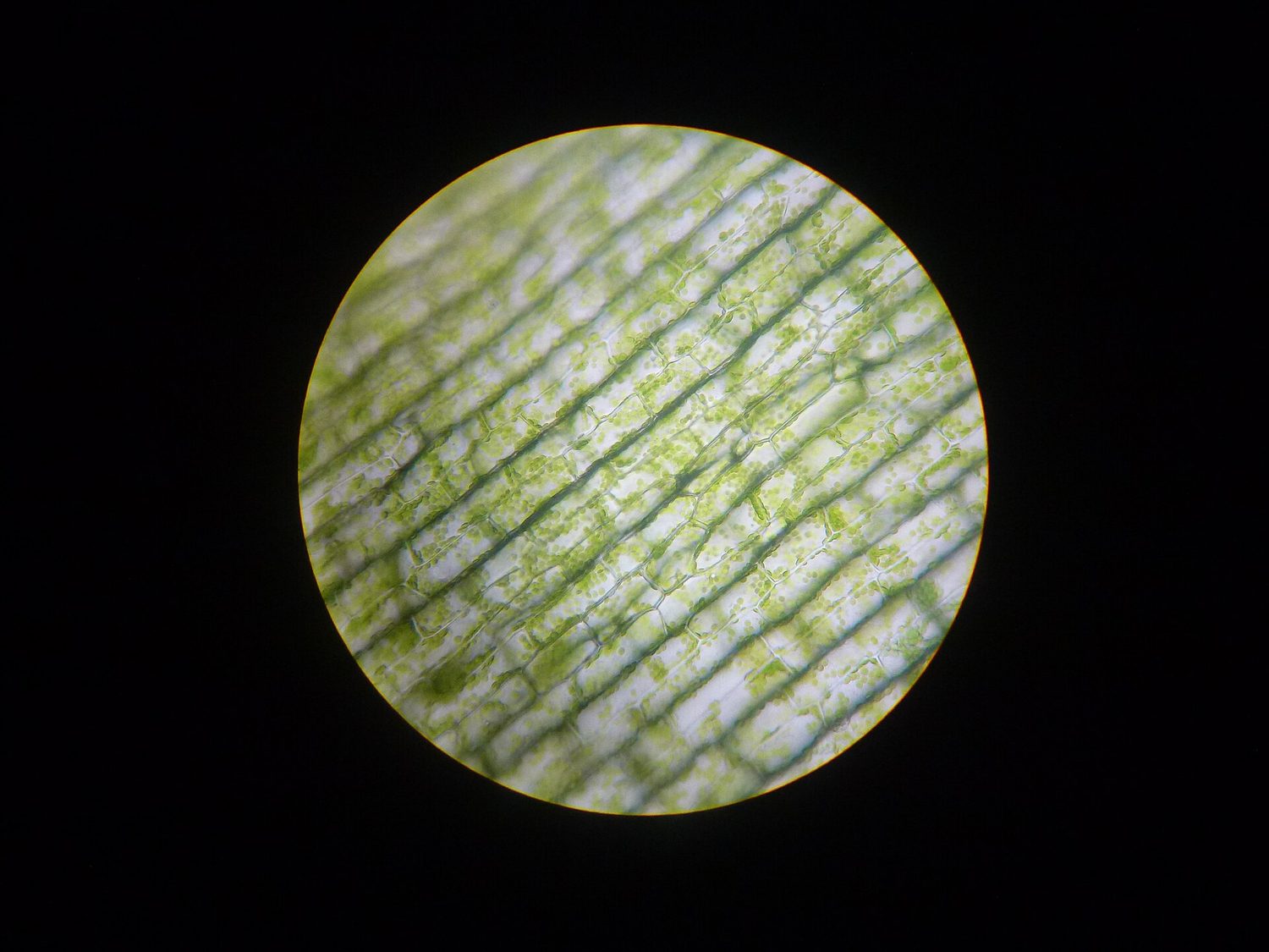 Many small green discs inside the cells of a pondweed leaf