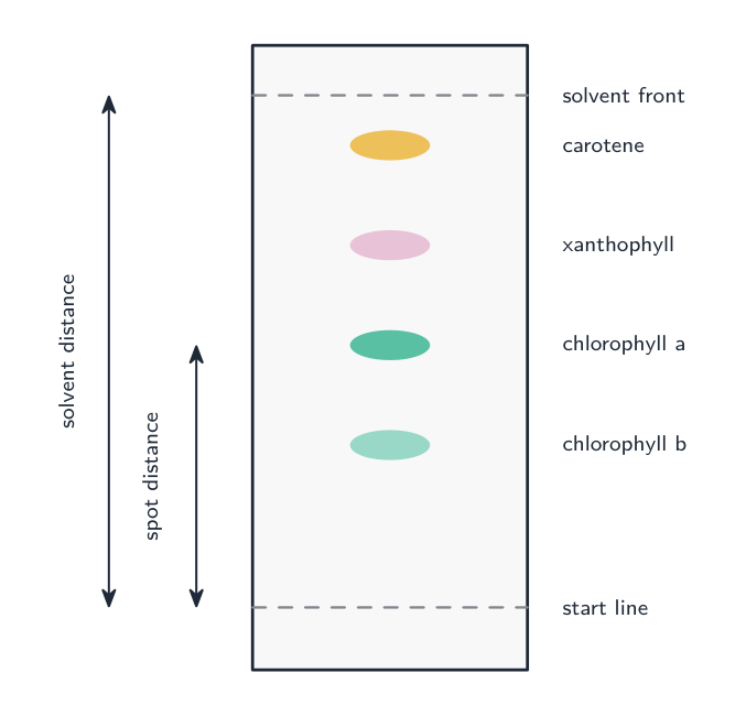 A chromatography paper with the leaf pigments separated into spots at different heights — carotene highest, then chlorophyll a, chlorophyll b and xanthophyll — with the spot distance and solvent distance marked