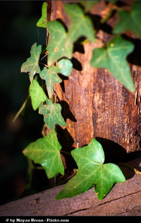 Sunlight through green leaves