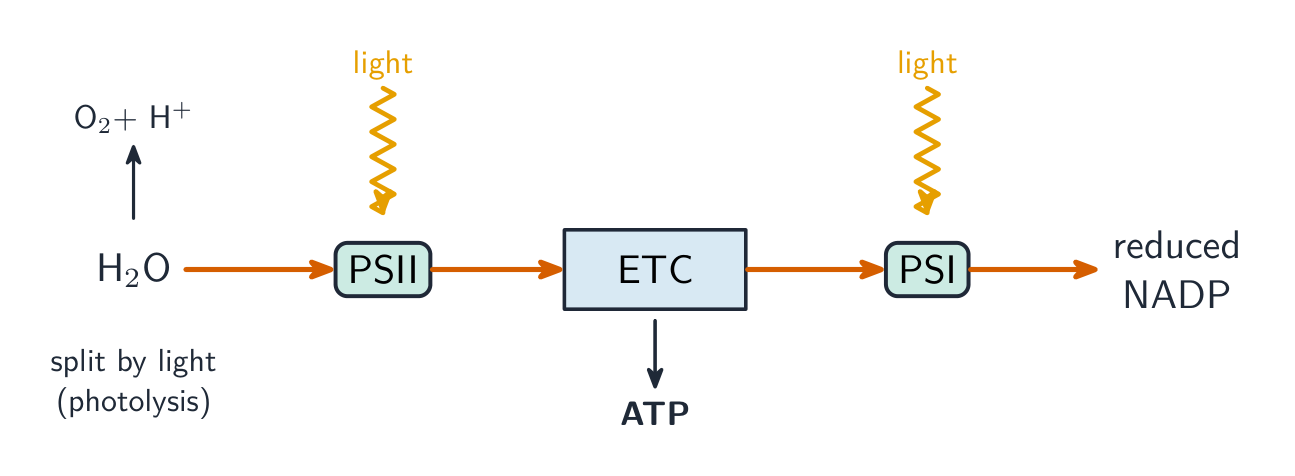 Water is split by light to release oxygen; electrons pass from photosystem II along the electron transport chain (making ATP) to photosystem I and on to reduce NADP