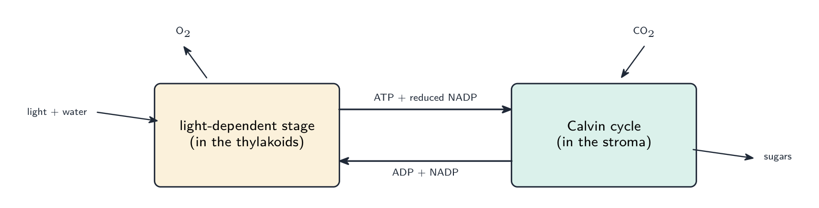 The light-dependent stage in the thylakoids passes ATP and reduced NADP to the Calvin cycle in the stroma, which returns ADP and NADP; water and light enter the first stage and release oxygen, while carbon dioxide enters the second and makes sugars