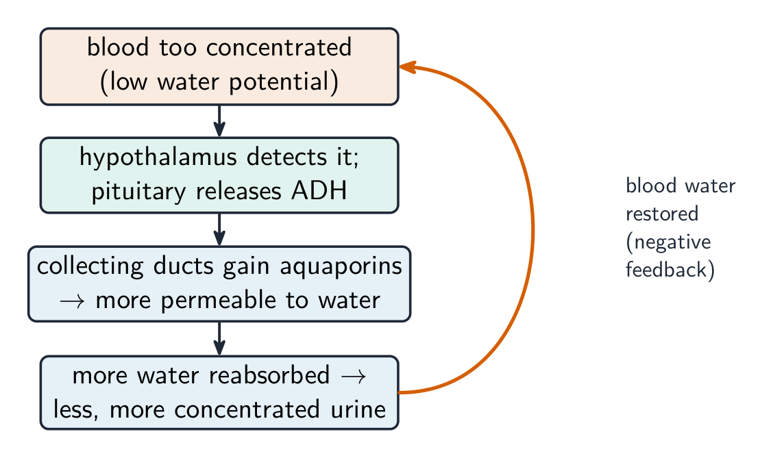 A negative-feedback loop: when the blood is too concentrated the hypothalamus triggers the pituitary to release ADH, the collecting ducts become more permeable, more water is reabsorbed and the blood water is restored