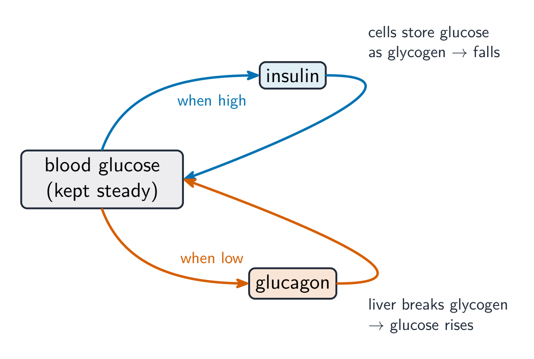 Two loops around blood glucose: when high, insulin makes cells store glucose as glycogen so the level falls; when low, glucagon makes the liver break glycogen so the level rises