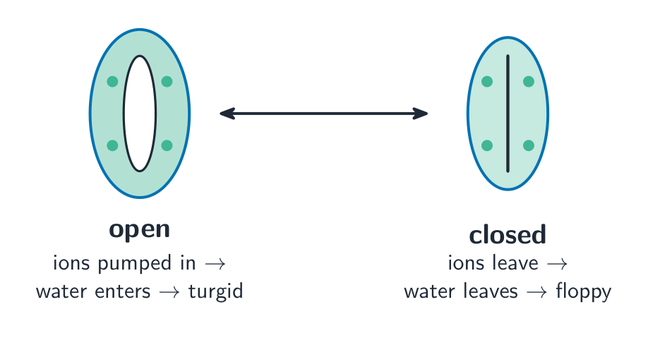 Two stomata: an open one whose guard cells have swollen with water to leave a pore, and a closed one whose floppy guard cells have shut the pore