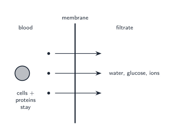 Ultrafiltration: small molecules pass into the filtrate while cells and proteins stay in the blood