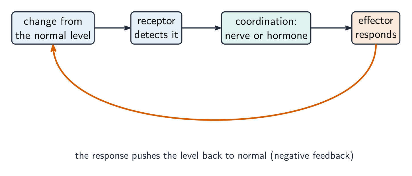A loop: a change from the normal level is detected by a receptor, passed by a nerve or hormone to an effector, whose response pushes the level back to normal