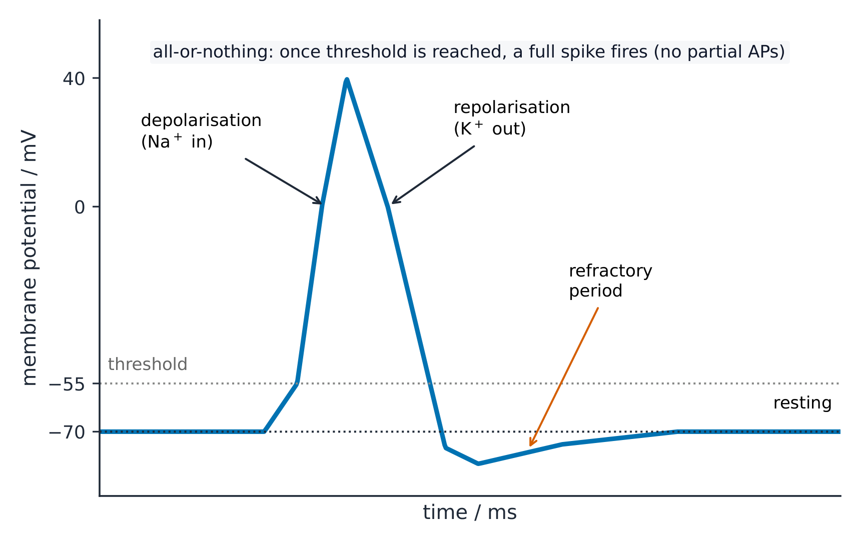 A graph of membrane potential over time: resting at -70 mV, a spike up to +40 mV as sodium enters (depolarisation), a fall as potassium leaves (repolarisation), then a refractory dip before returning to rest