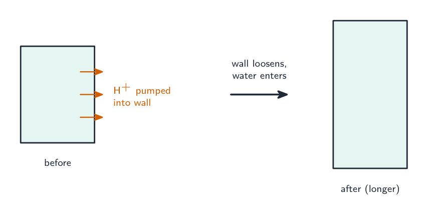 A short plant cell pumping hydrogen ions into its wall, then a longer cell after the loosened wall lets it stretch as water enters