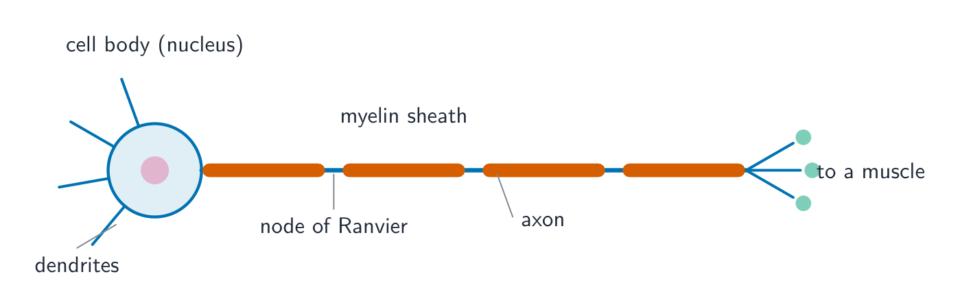 A motor neurone with a cell body holding the nucleus, dendrites, a long axon wrapped in a myelin sheath with nodes of Ranvier between segments, ending in terminals at a muscle