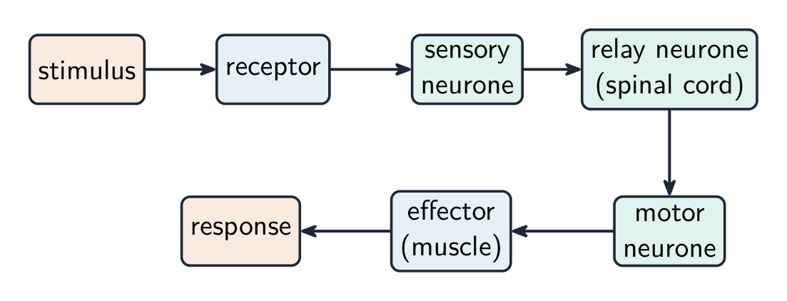 A reflex arc: a stimulus is detected by a receptor, passed along a sensory neurone to a relay neurone in the spinal cord, then to a motor neurone and an effector muscle, producing a response