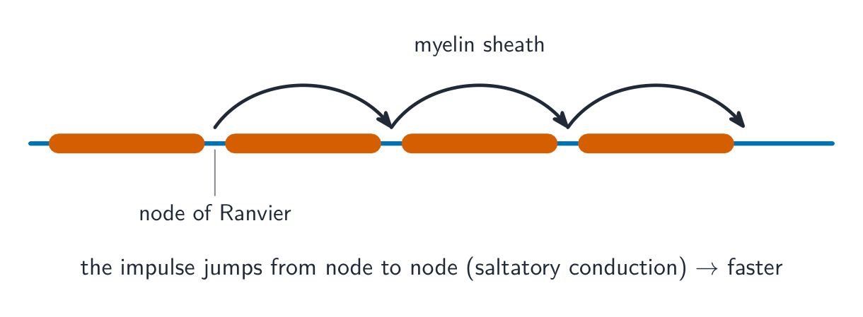 A myelinated axon where the impulse jumps in curved hops from one node of Ranvier to the next, skipping over the myelinated segments
