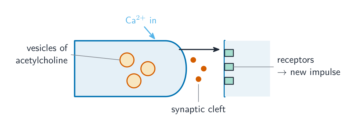 A synapse: the arriving impulse lets calcium ions in, vesicles release acetylcholine into the synaptic cleft, and it binds receptors on the next neurone to start a new impulse