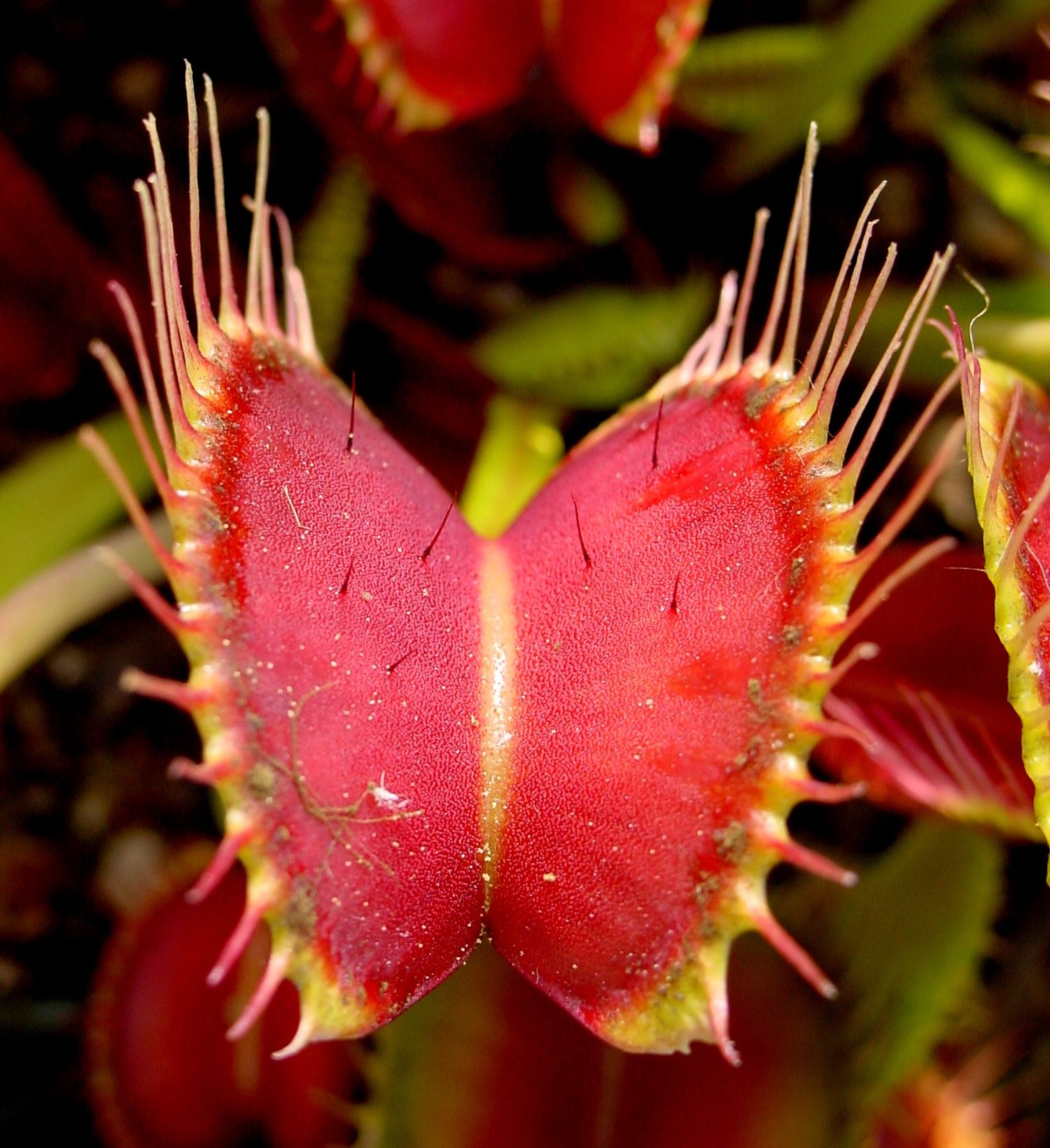 An open Venus fly trap: two red lobes edged with long spikes, with several small stiff hairs standing up from the red surface