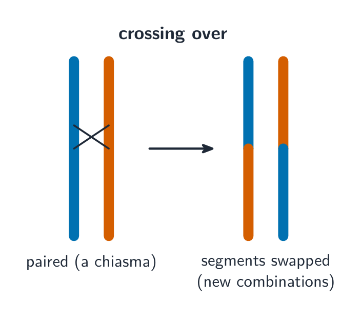 Two paired chromosomes crossing at a chiasma, then pulling apart with their lower segments swapped to give new colour combinations