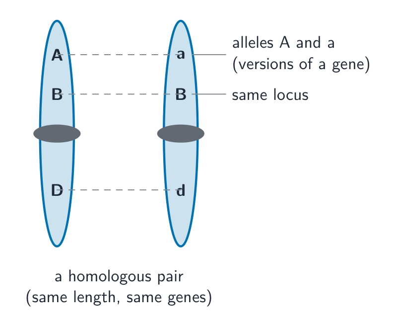 Two chromosomes of the same length side by side, carrying genes at the same positions; at one position the alleles differ (A and a)