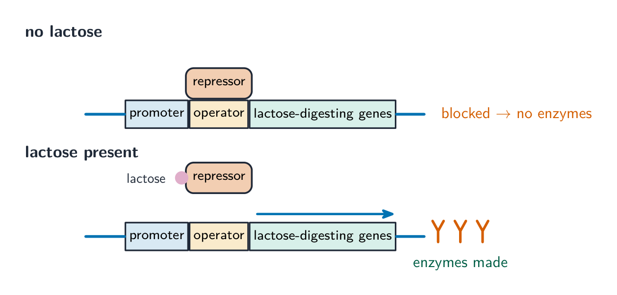 The lac operon in two states: with no lactose a repressor sits on the operator and blocks the genes; with lactose present the lactose pulls the repressor off so the genes are transcribed and enzymes are made