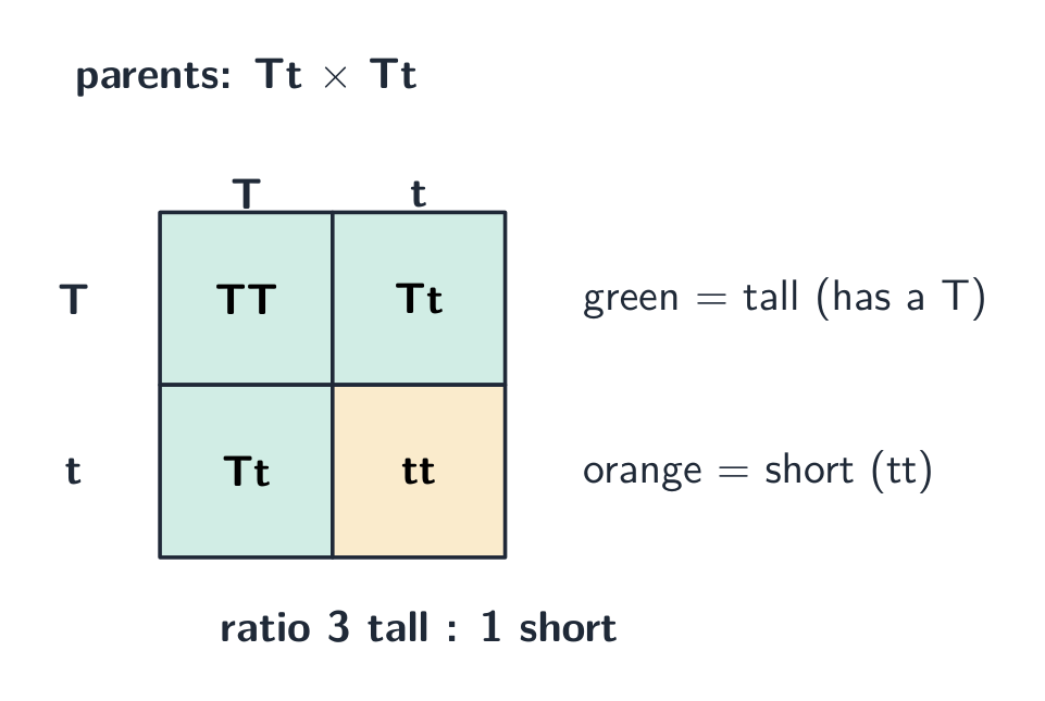 A Punnett square for a Tt by Tt cross: the gametes T and t combine to give TT, Tt, Tt and tt, three of which are tall and one short