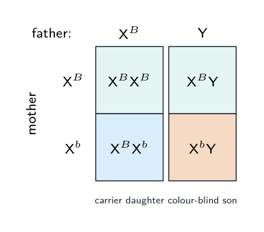 A Punnett square for a carrier mother and a normal father: the offspring are a normal daughter, a normal son, a carrier daughter and a colour-blind son