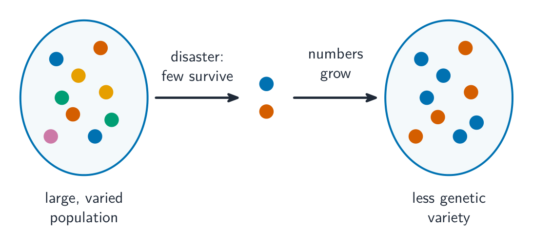 A large population with many colours passes through a disaster where only a few survive, so the population that grows back has only a couple of colours left
