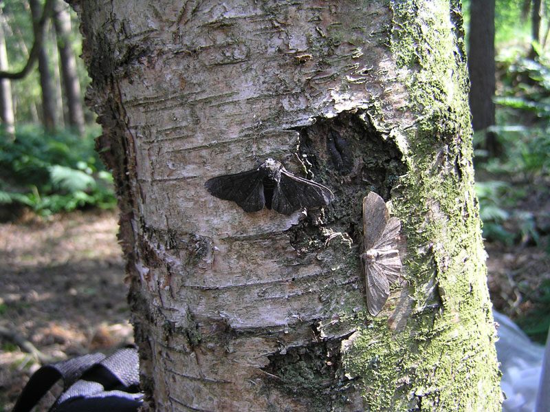 Polillas del abedul claras y oscuras en el tronco de un árbol — la forma mejor camuflada sobrevive