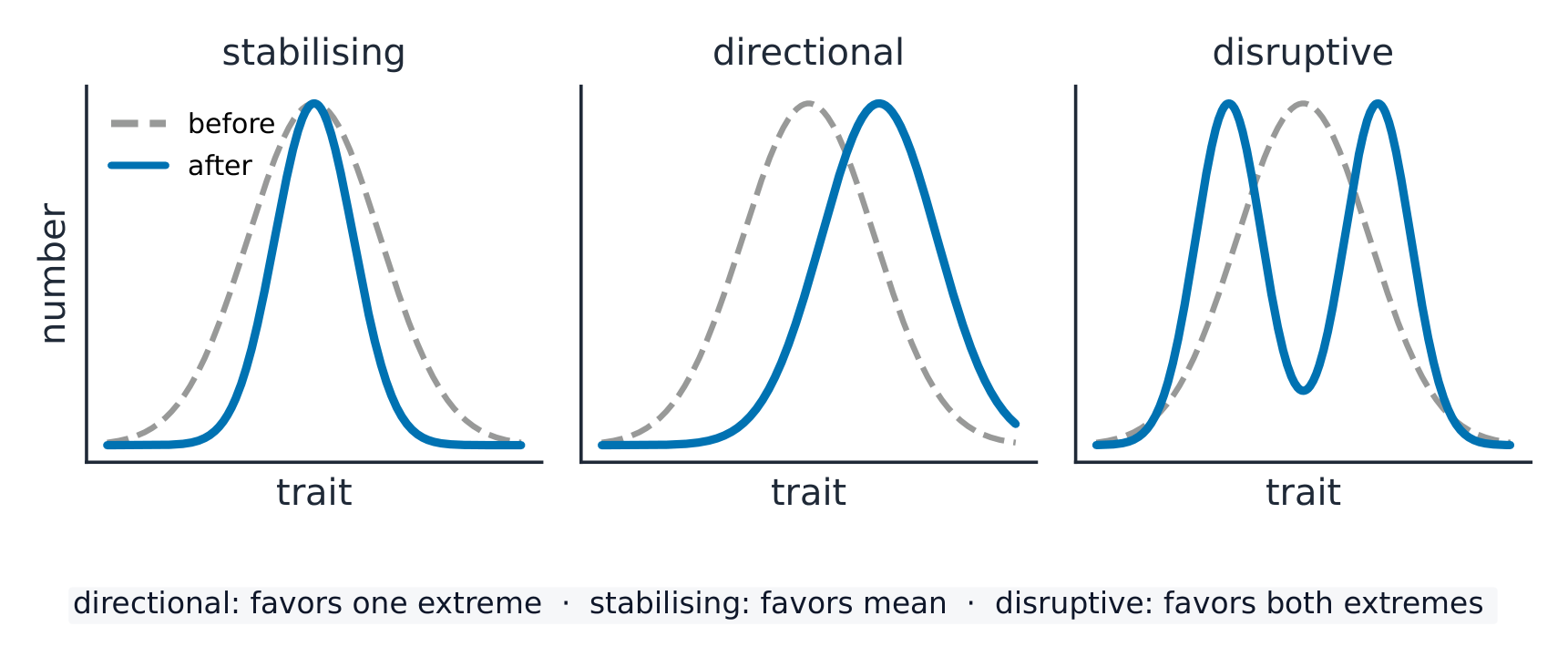 Three graphs comparing a trait distribution before and after selection: stabilising makes it narrower, directional shifts it to one side, and disruptive splits it into two peaks