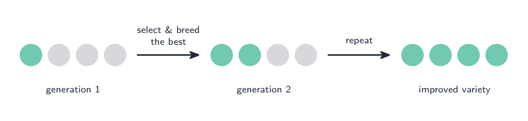 Three generations of individuals: each time only the ones with the wanted feature (green) are bred, so the green proportion rises until the whole variety has the feature