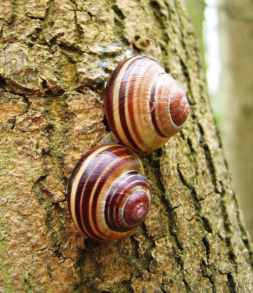 Two banded snails with differently coloured and banded shells