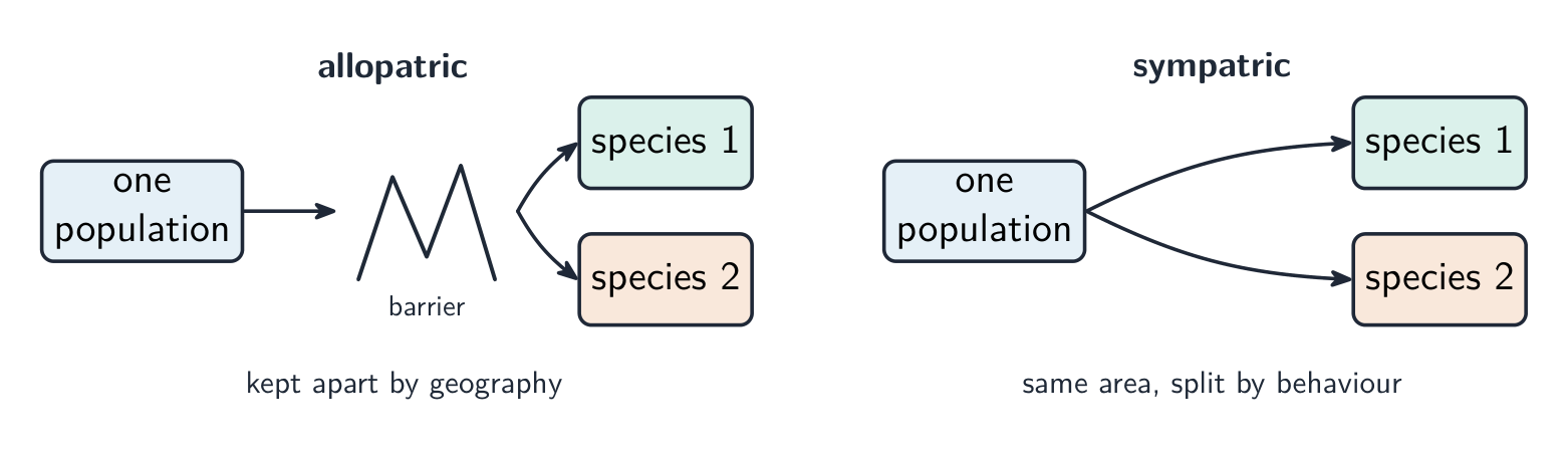 Two routes to new species: allopatric, where a physical barrier splits a population, and sympatric, where a population in the same area splits by behaviour