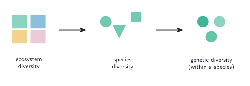 Three levels of biodiversity shown left to right: different ecosystems, then different species within one, then genetic variation within one species